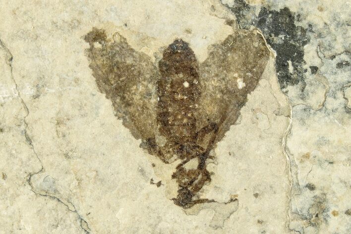 Detailed Fossil March Fly (Plecia) - Wyoming #245635
